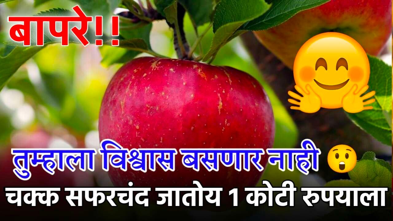 मुंबईत होतेय तुफान चर्चा! १० कोटींच्या 'सोनेरी सफरचंदा'त असं काय आहे खास? Shocking Price For Apple